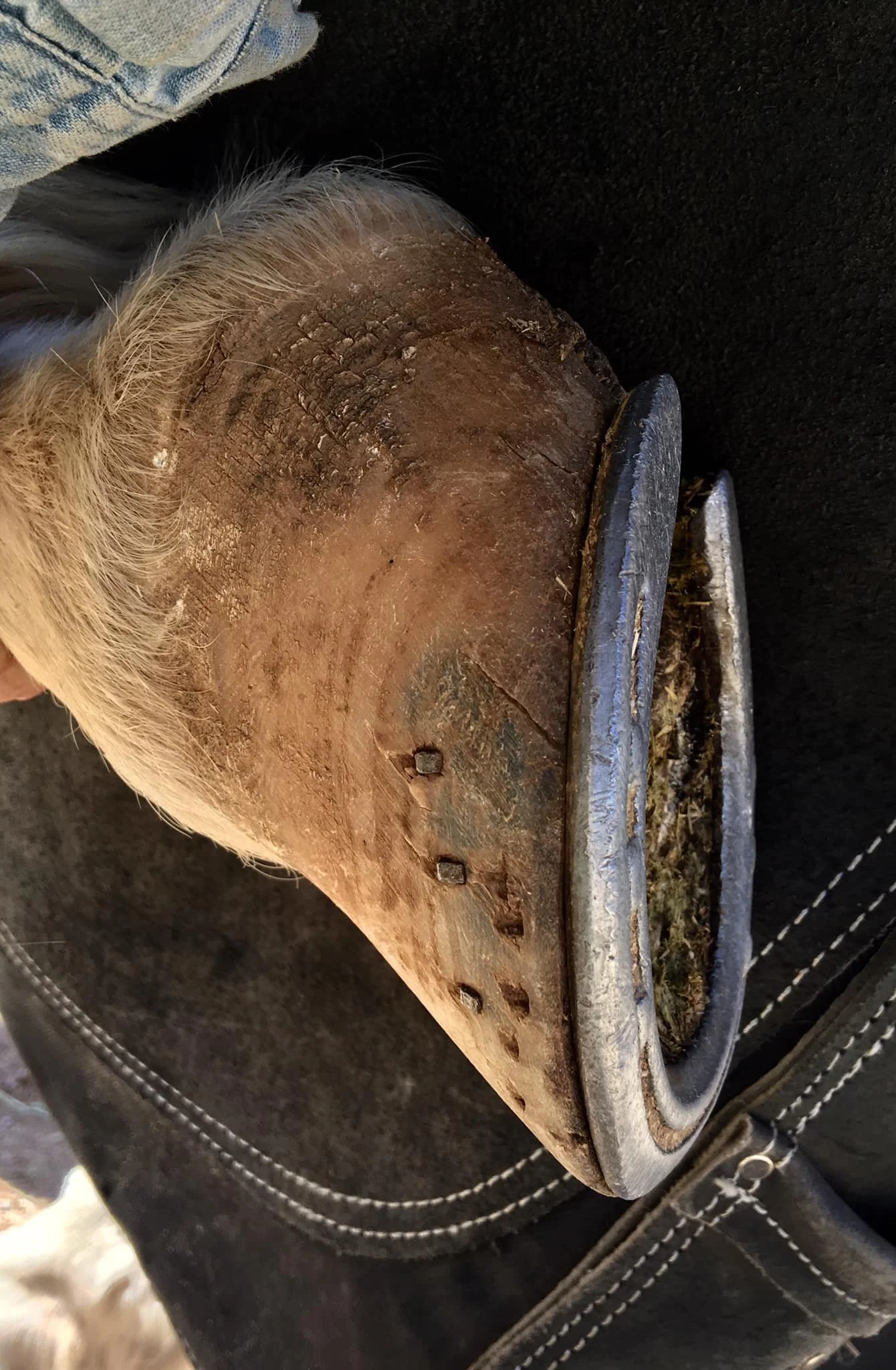 May 2021 - I pulled Wynn’s shoes and gave him a trim, but my phone died so I didn’t get the post trim pic. I went back a couple days later to trim his hinds so I got the post trim pics of his left front, then I trimmed it again. 