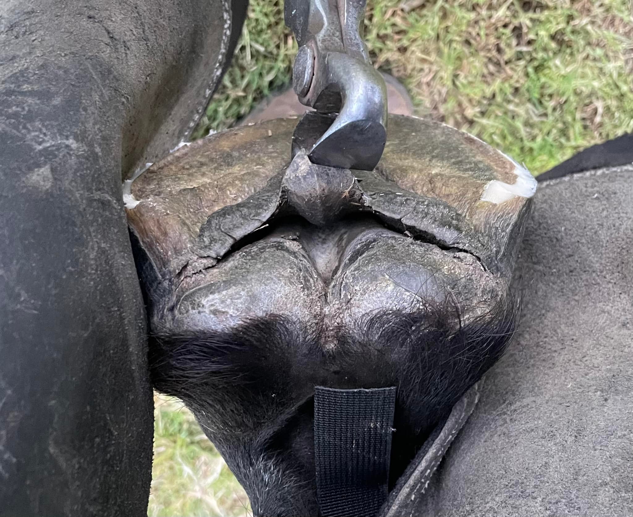 Hoof Abscesses
