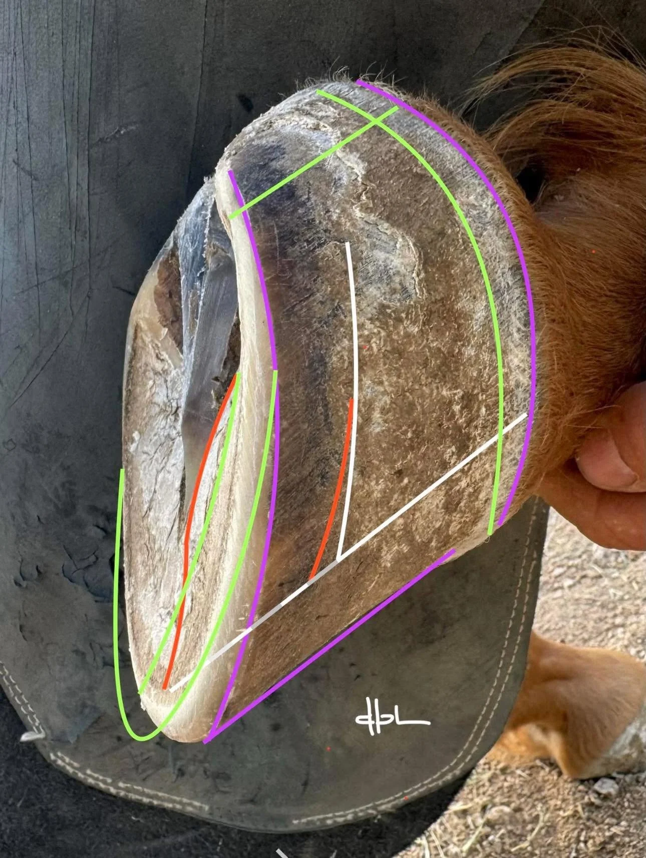 Reading the Sole to Determine the Stage of Development