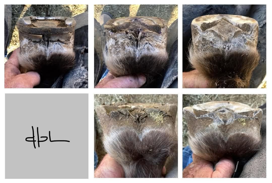 Heel Horn Height vs Soft Tissue Depth