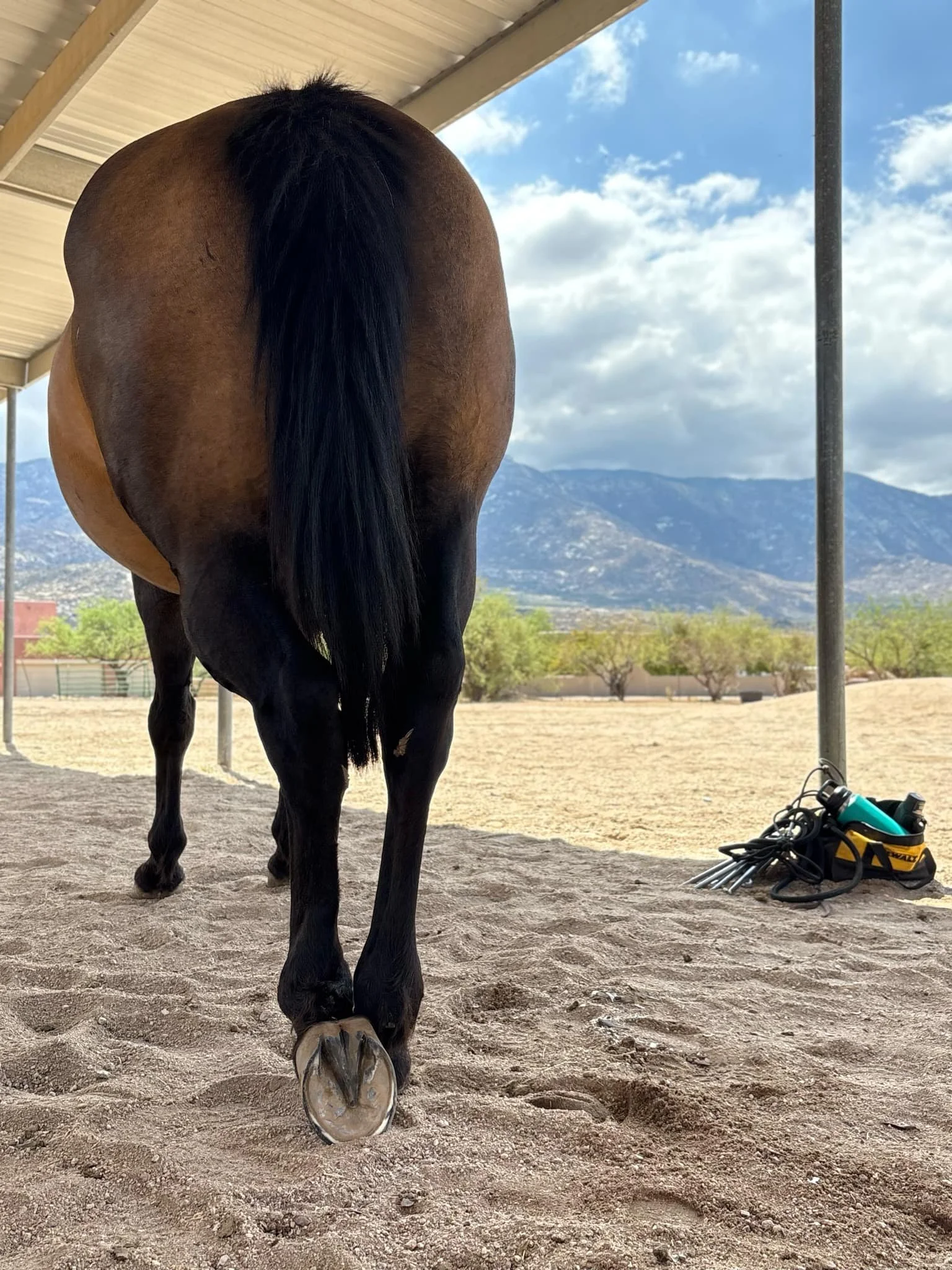 Hind End Issues