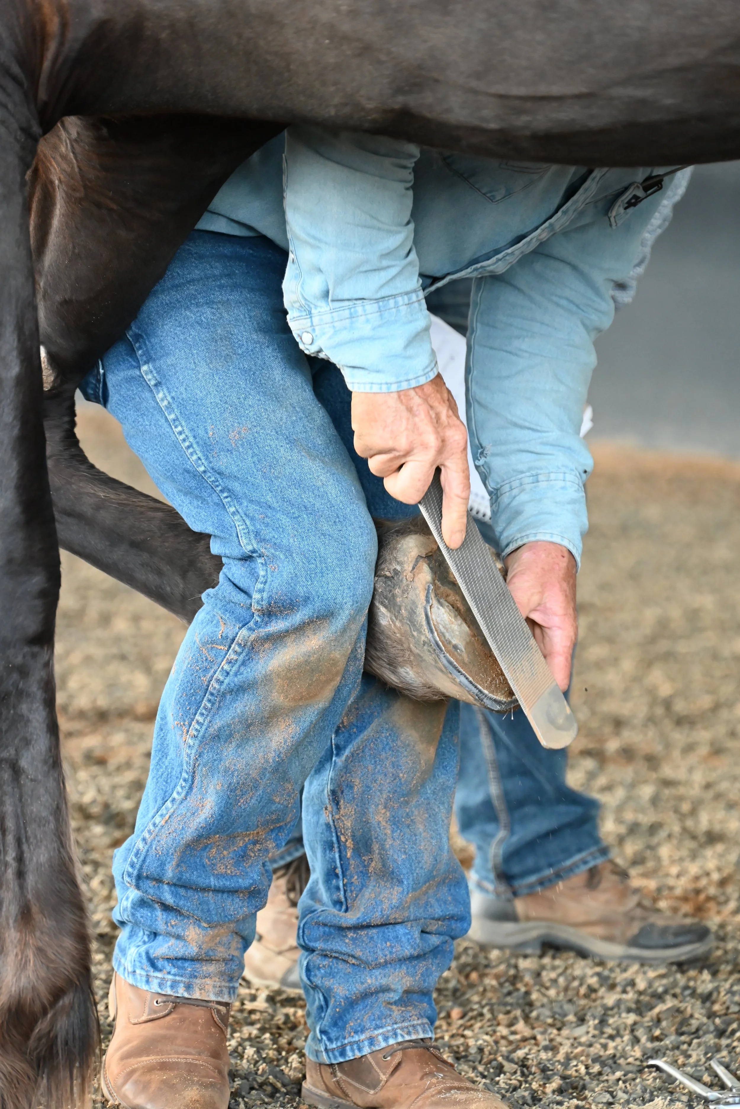 David Landreville trimming a hoof on a black horse. Using a rasp to float the wall.