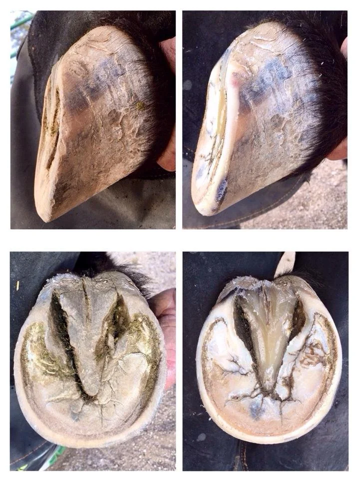 This is a before and after trim on an 8 year old Appy that I've been trimming almost every 3-4 weeks for 5 years. This horse had good feet to begin with but they were crooked from the affects of his conformation and being trimmed infrequently. You ca