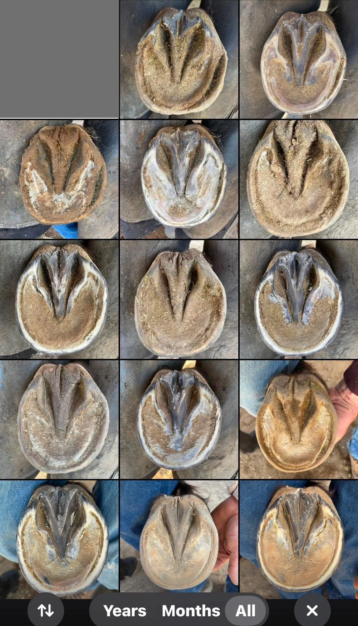 4 years progress on Fancy’s Right Front. The middle pic is 5 months after starting her rehab.
