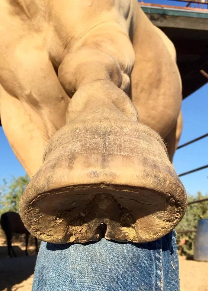 A caudal view of a robust hoof with well developed soft tissue, built through consistent hoof trimming.