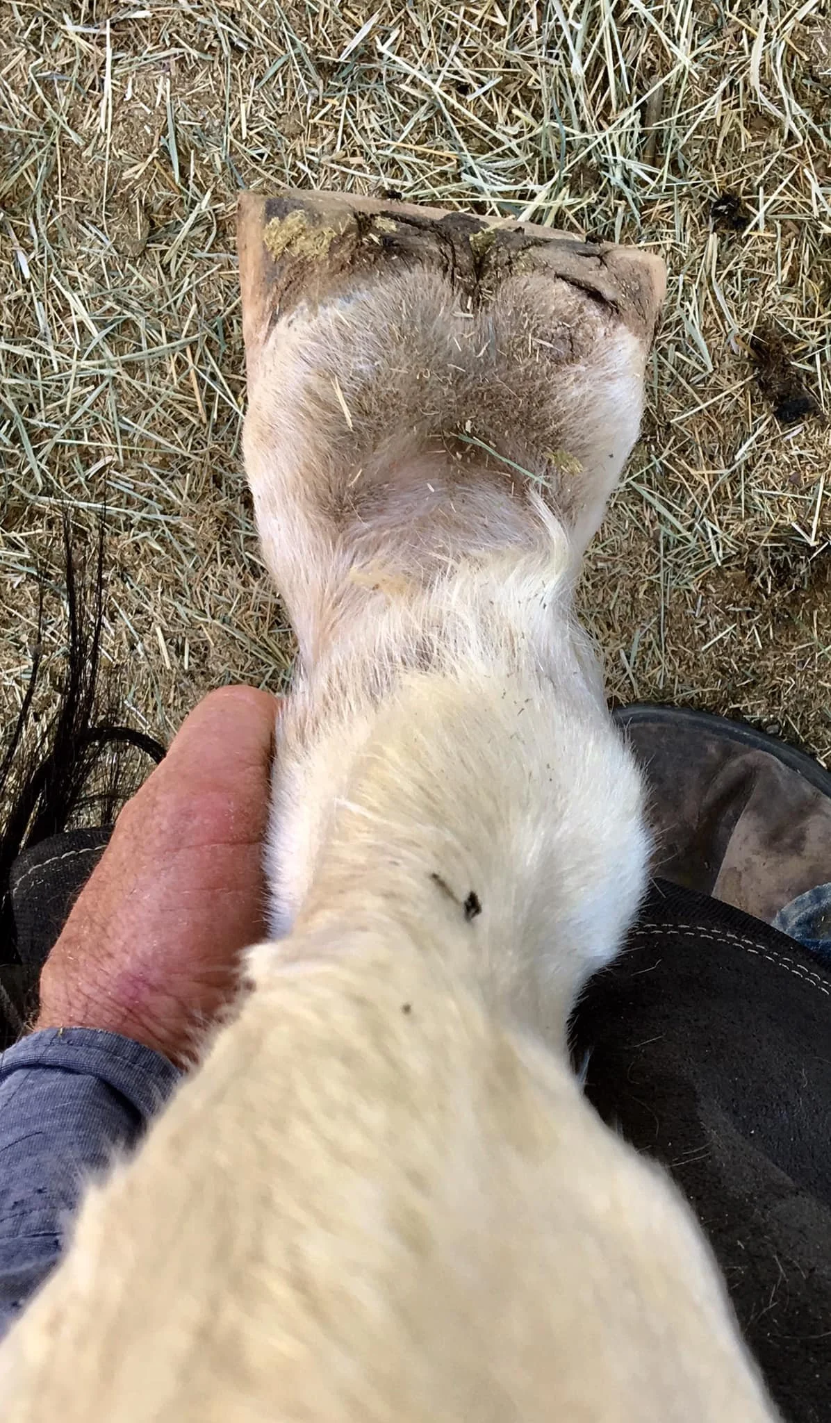 These two views were taken pre trim from the center of the hock looking down. You can really see how this horses hind legs were distorted from years of bad trimming. There will be considerable joint morphology all the way up the leg. Trimming to reli