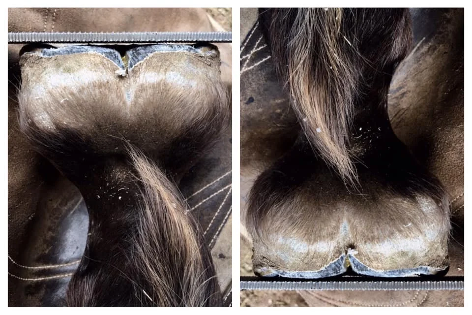 This horse has an incredible foundation.  It’s amazing what’s possible for soft tissue development when horses have lots of room to move from day one.