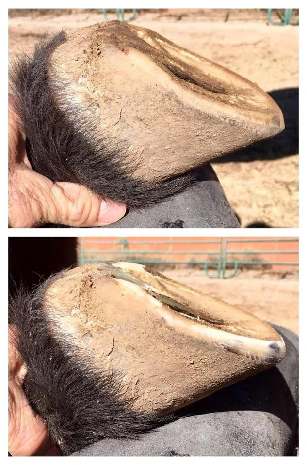 December 2016 - Before and after trim (3 week schedule)