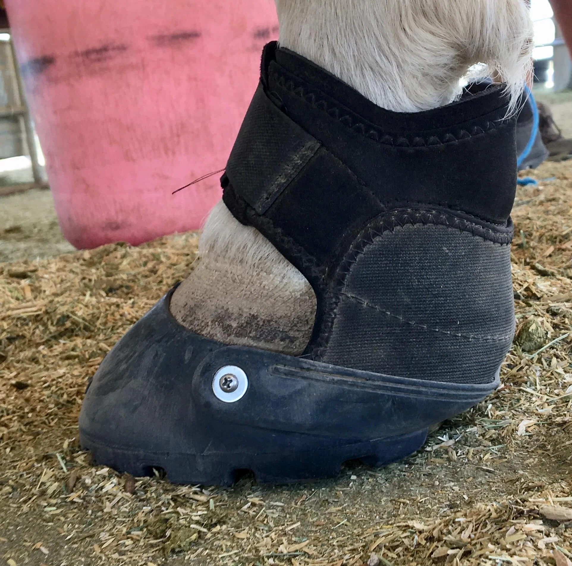 Lee lives in a 15 X 30 half covered/ half open stall. The covered side is bedded in rice hulls. The open side is bedded in sand. Boots are only being used for dressage lessons at this time. She has Easy Care Cloud boots for a back up plan if she gets