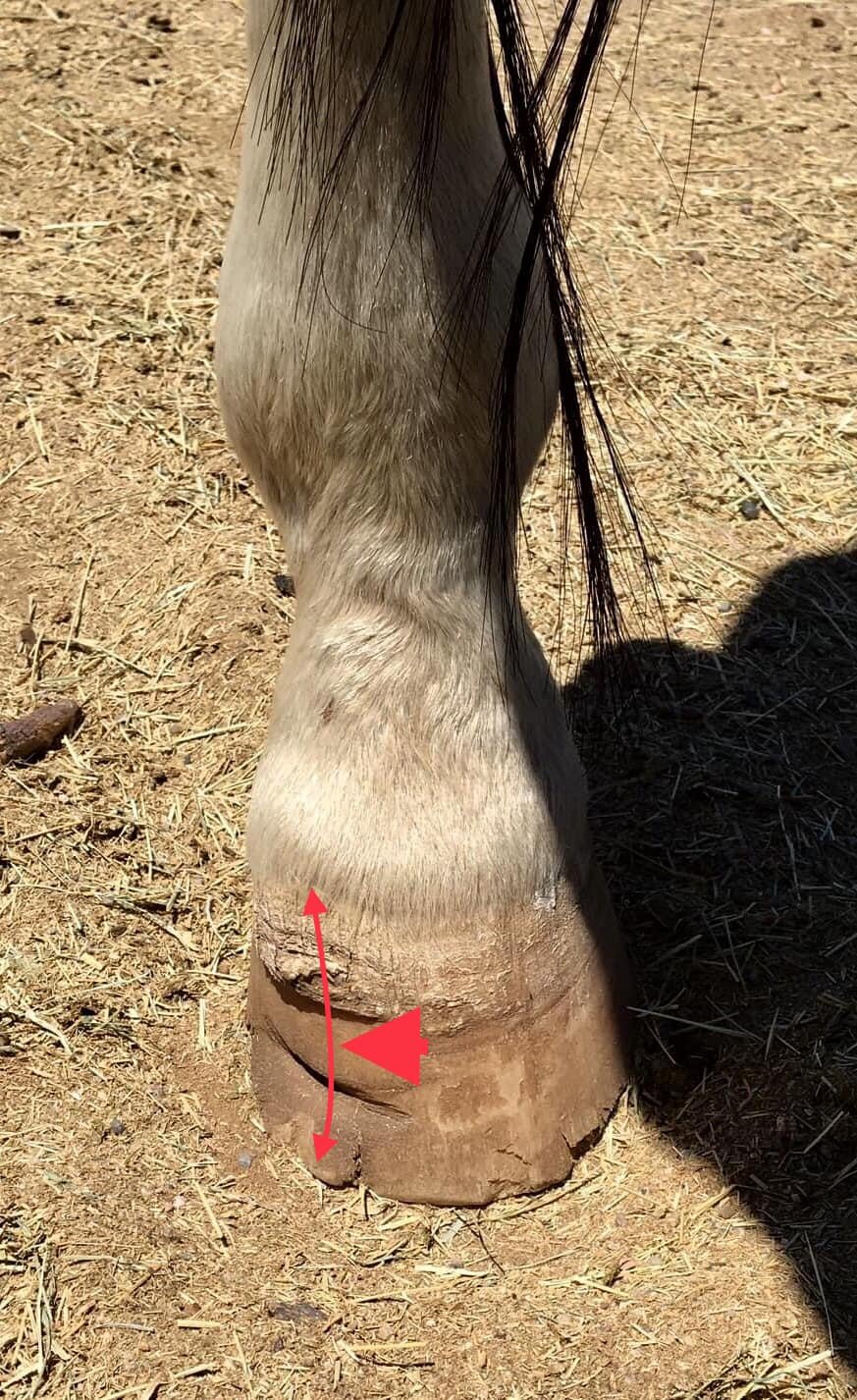 This is a right hind on a horse that leans more on the right hind than the left, so he’s right hind dominant. He is also base narrow in the hinds. So he leans more on the lateral side of the foot than the medial. The previous farrier was trimming him