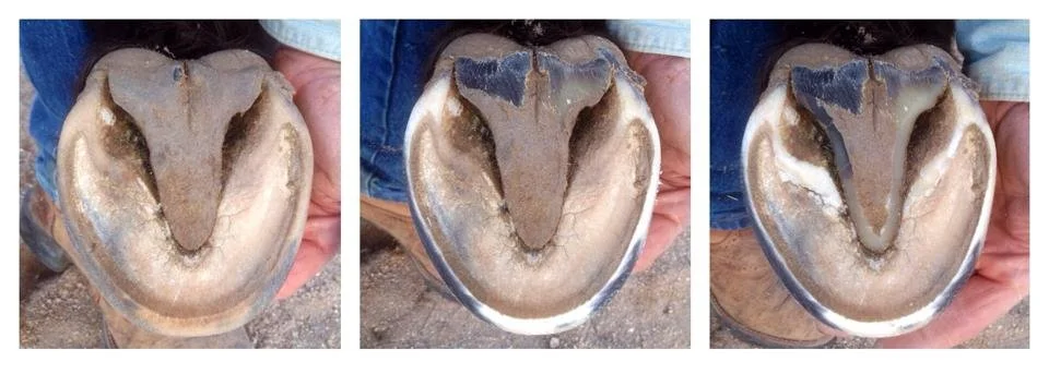 The photo on the left is pre-trim about 3-4 weeks since the last trim. The middle photo is post trim with out touching the bars or the edges of the frog that run parallel to the collateral grooves. The photo on the right is after addressing these are