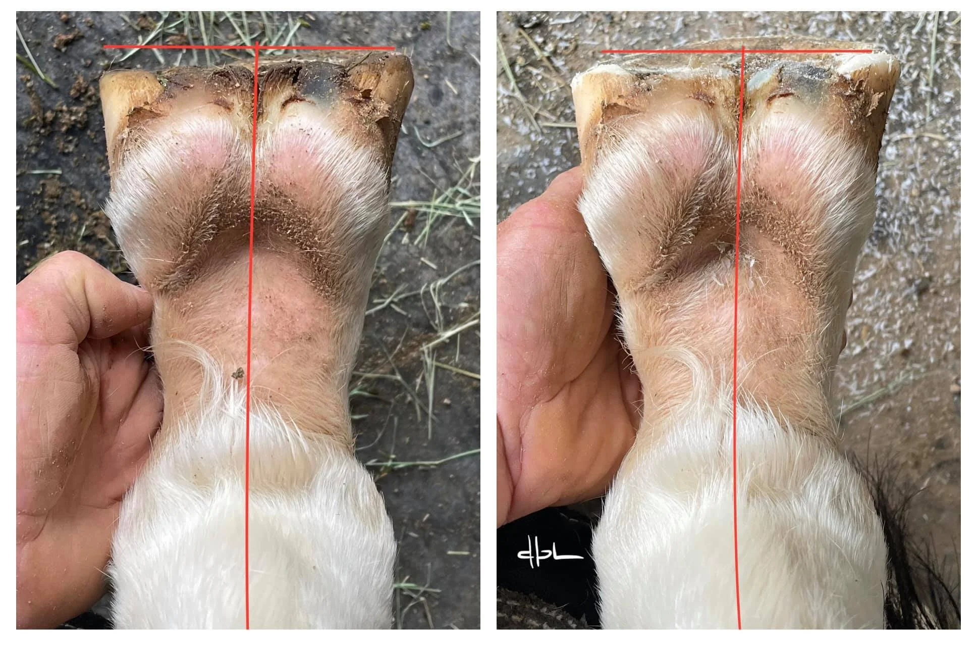 I don’t try to get a balanced foot right away. The leg joint morphology and ligament/tendon tension dictates the balance, which can be assessed in the readiness for the retained sole to exfoliate. I just encourage soft tissue development by shaping t
