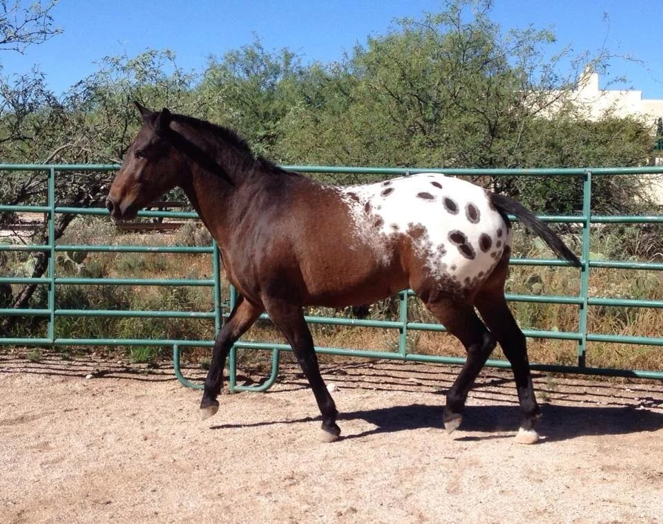 4 year old Appaloosa gelding