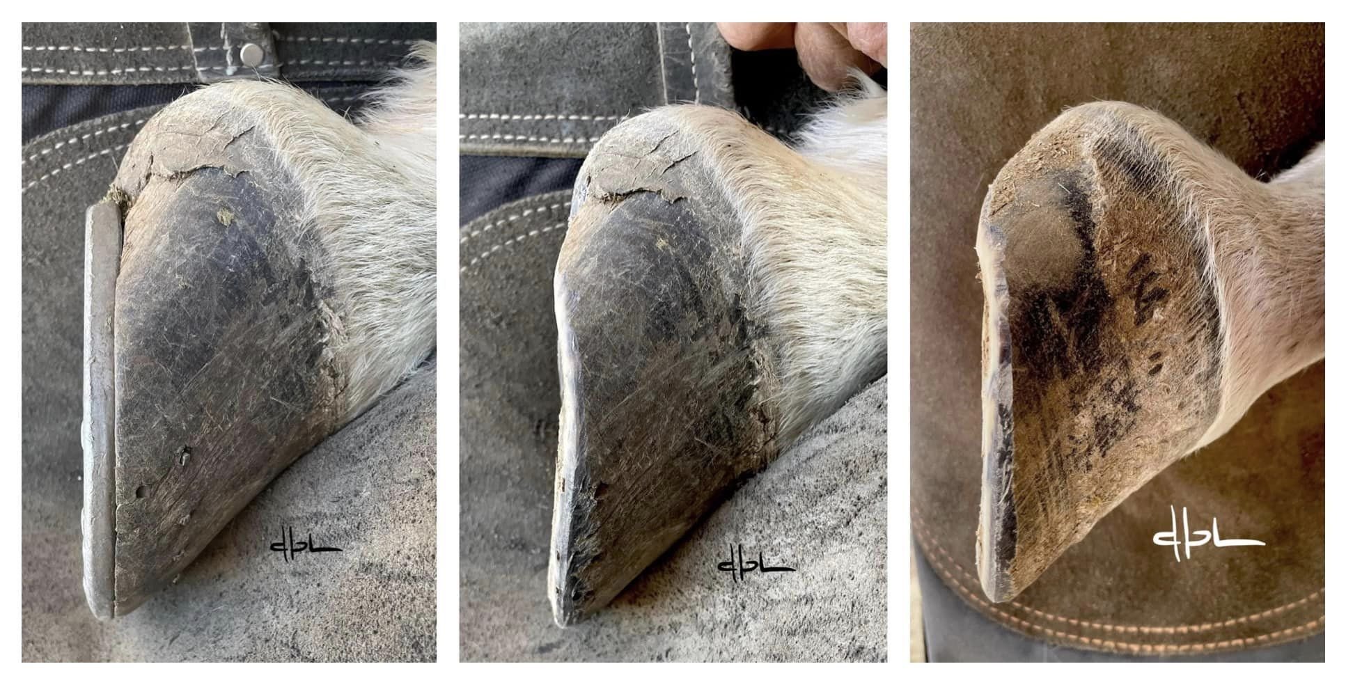 Hoof Balance - Shoeing Around the COR in 3 Dimensions