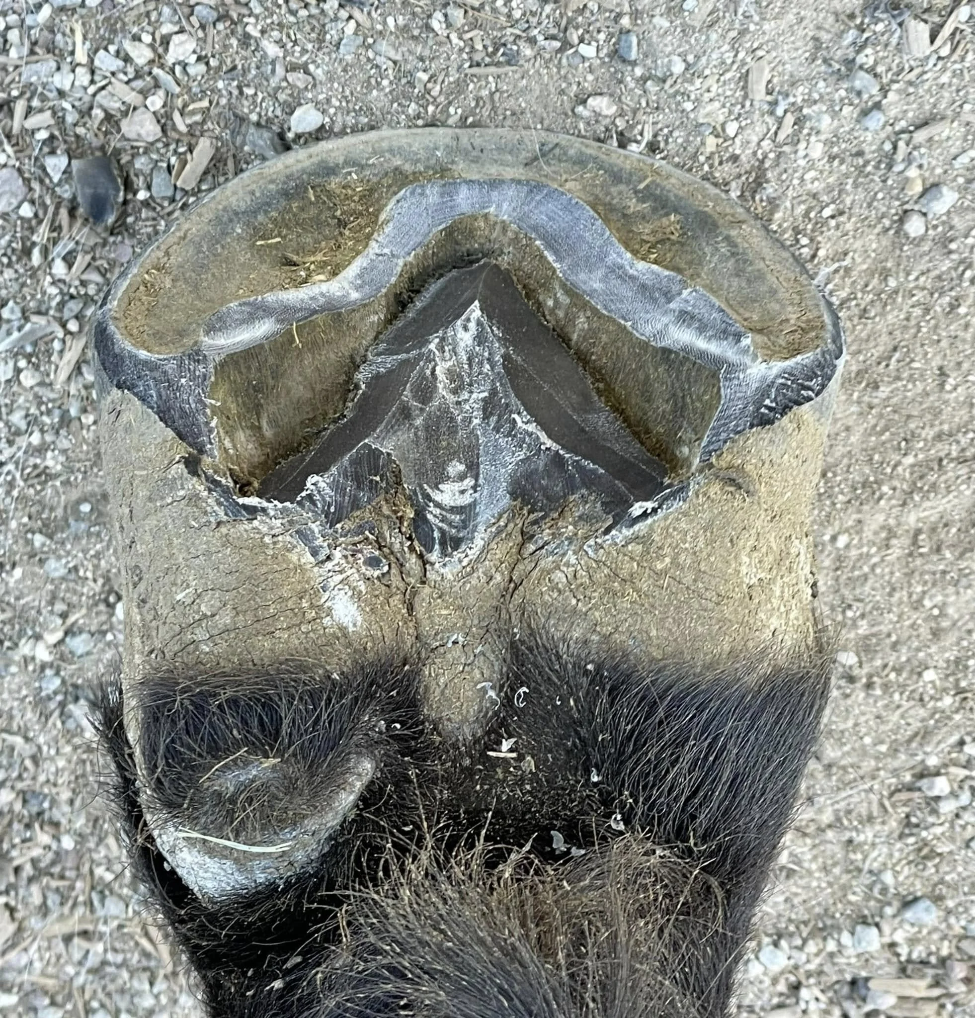 52.jpg