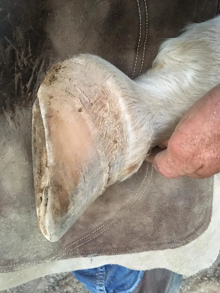 October 2019 - Still looking a little rough but galloped out of her Cloud boots after this last trim.
