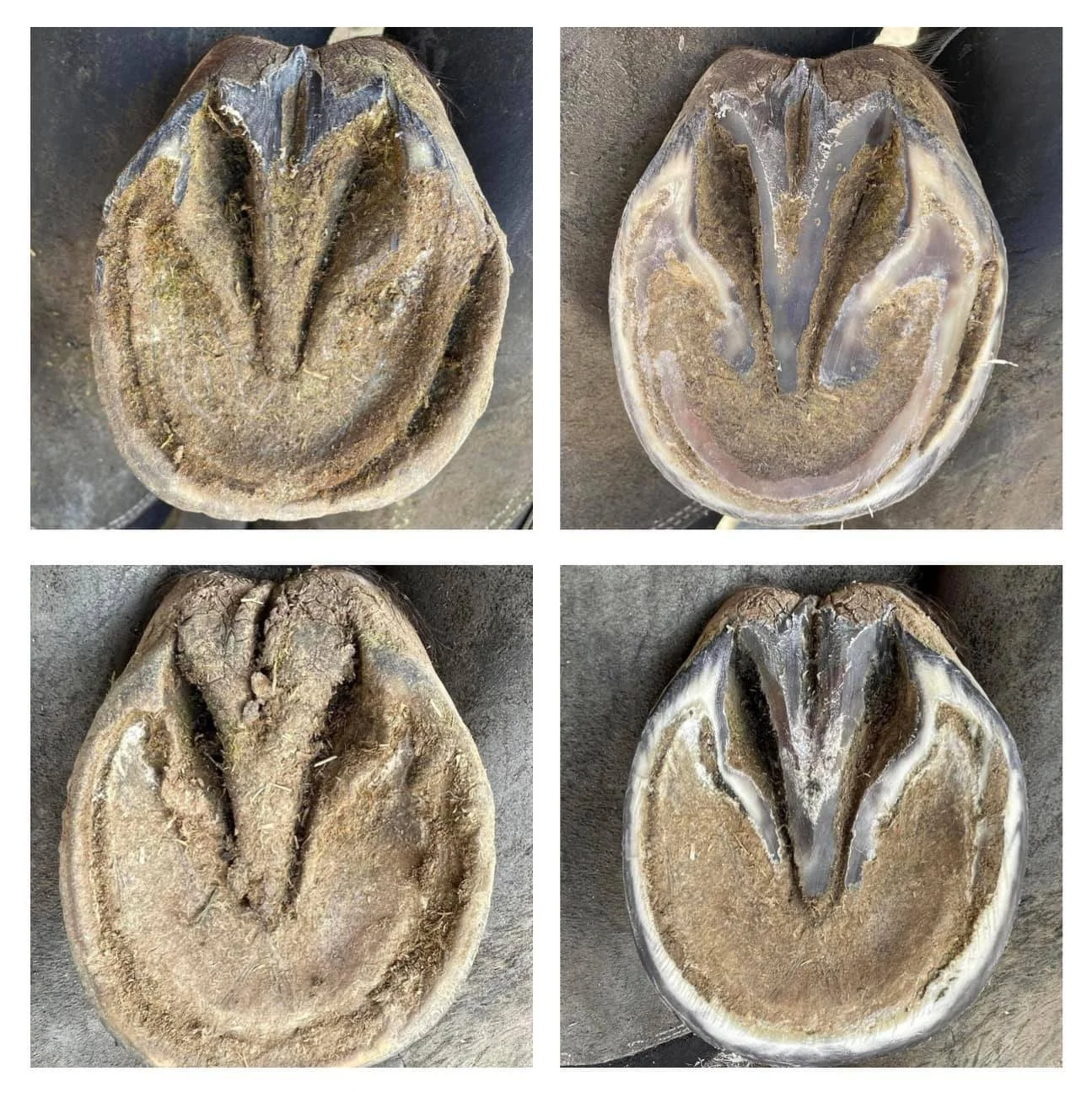 5 months progress for the same foot in the previous photos with the mark ups. Correcting the crookedness is more obvious over 5 months time but continual progress relies on being able to assess which direction the foot is going in at every trim. Deta