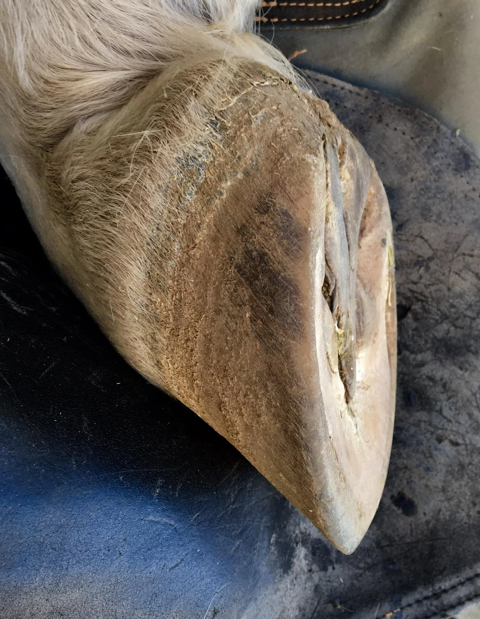 These are pre trim/post trim on her left hind. Her hinds weren’t shod. They were a little over trimmed right before I started but they’ve grown in well in just a few trims.