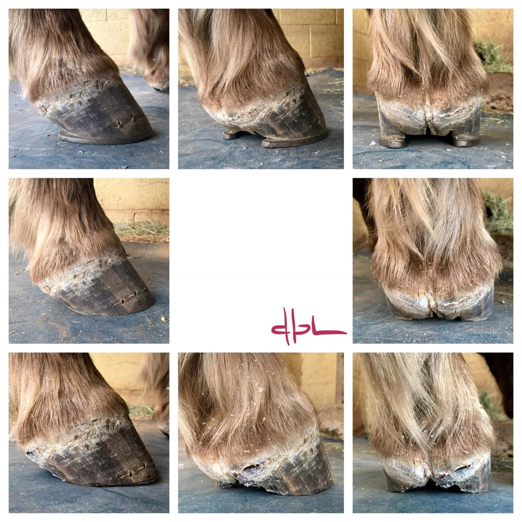 This is 3 different angles of the same front foot. The top row is before pulling shoes. The middle row is pre trim. The bottom row is post trim.
I like including the view from the heel quarter ( middle vertical row ). The center pic is missing becaus