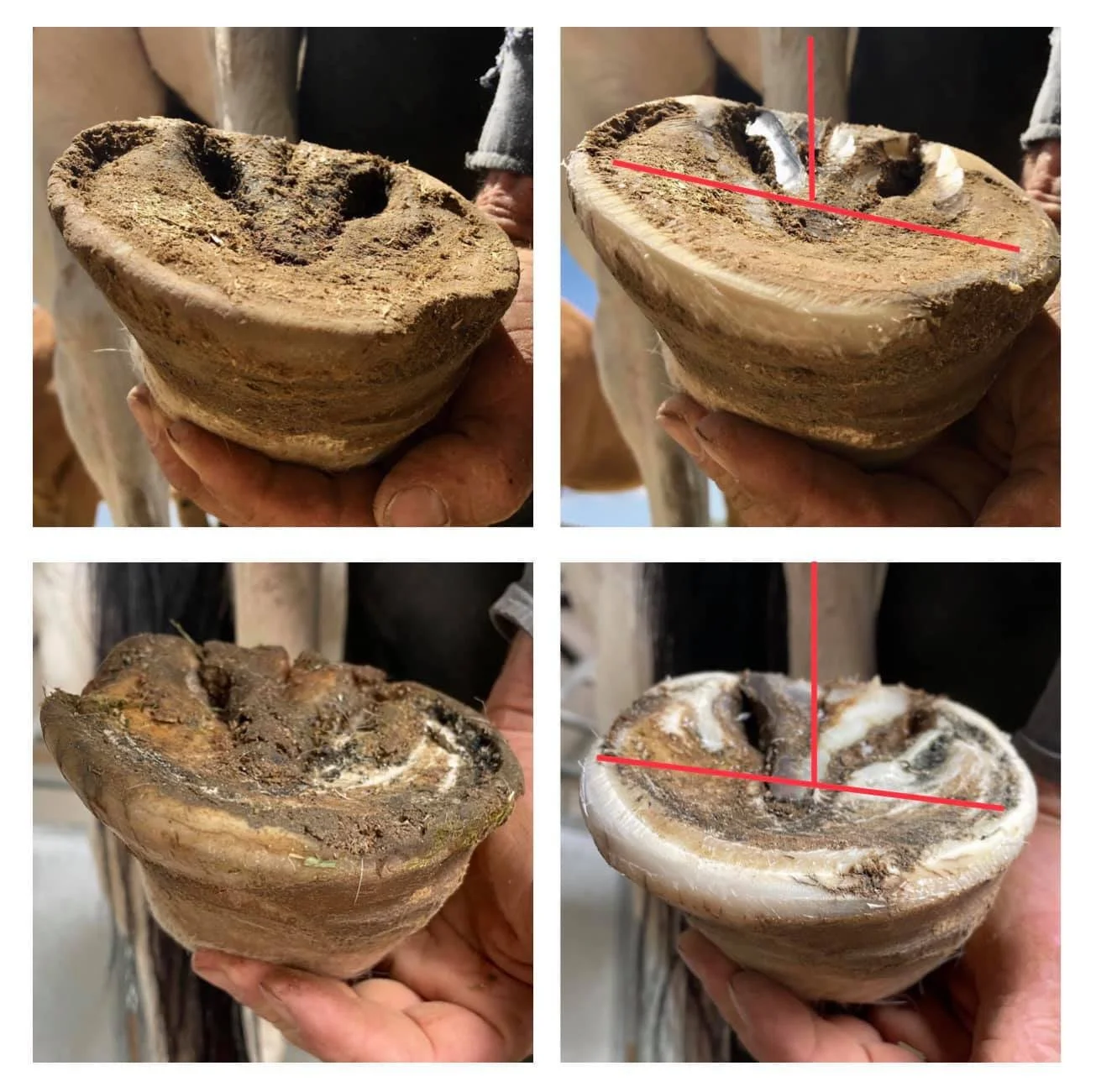 This mark up shows the sole plane becoming more perpendicular with the cannon bone. In my experience, this can be safely done ( even with older horses ) when the trimming and assessing are done from the bottom. I don’t look at the leg and try to corr