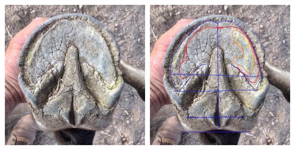 Reading the Sole - Here are some issues that need to be addressed in Te Amo’s right front foot:
~Lateral side at the widest part of the sole is forward of the medial side.
~P3 is bearing more weight on the medial toe pillar and quarter.  
~P3 is posi