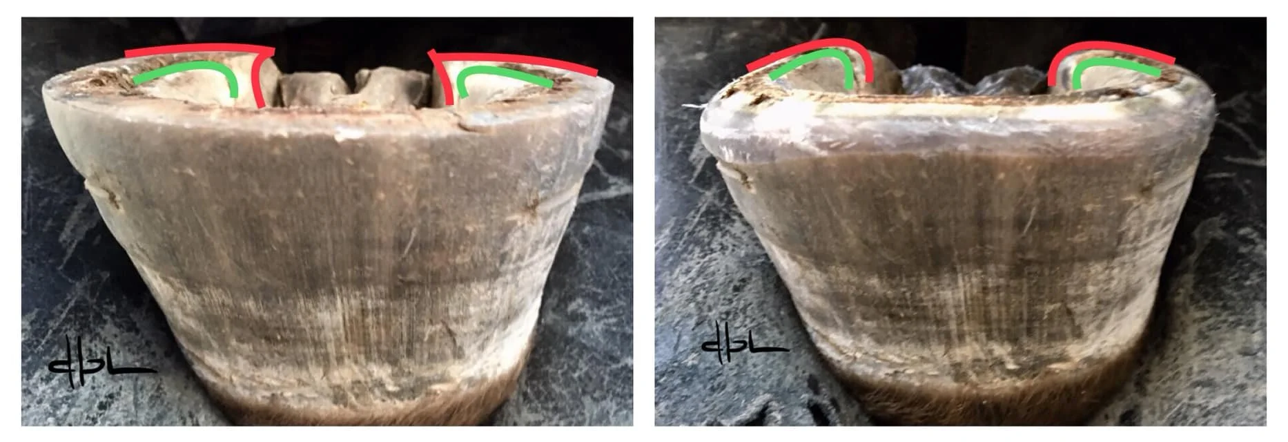 Respecting The Palmar Contours. Conforming the heel horn around the seat of corn to improve comfort and increase stride length. This allows the horse to commit their weight into the heels throughout the entire touch down phase of the stride or just w