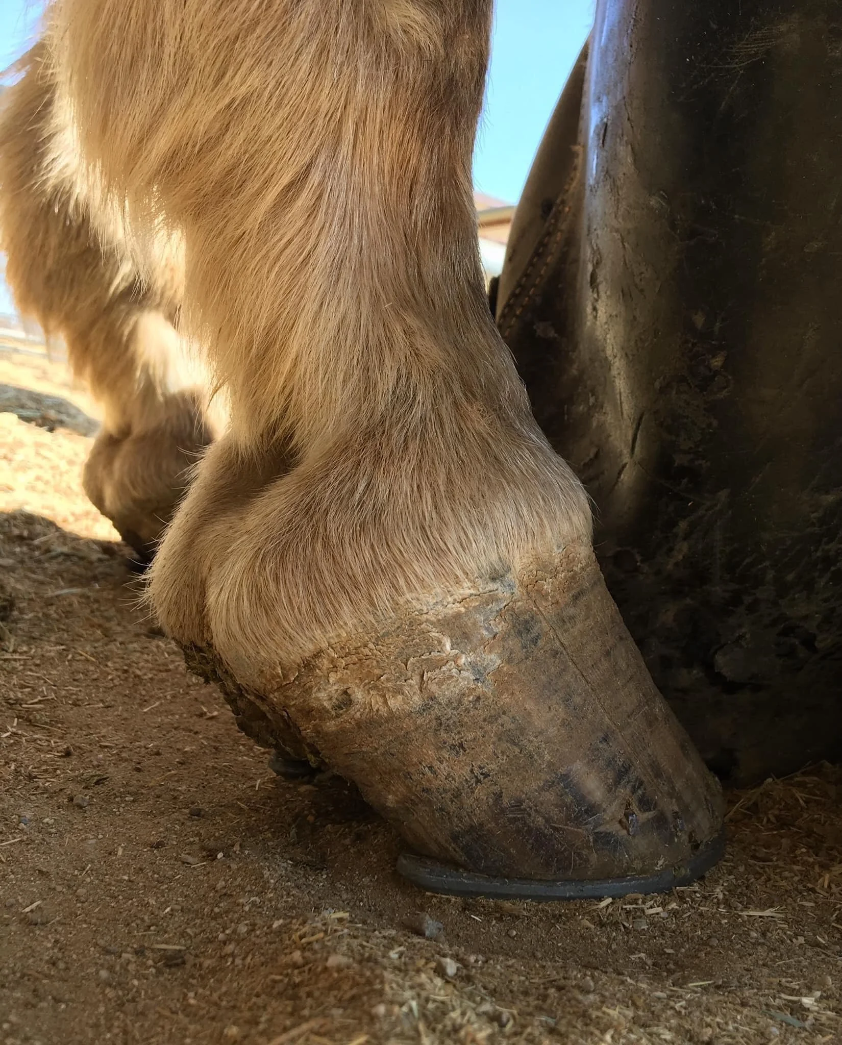 October 2020 - Pulled shoes and set up trim