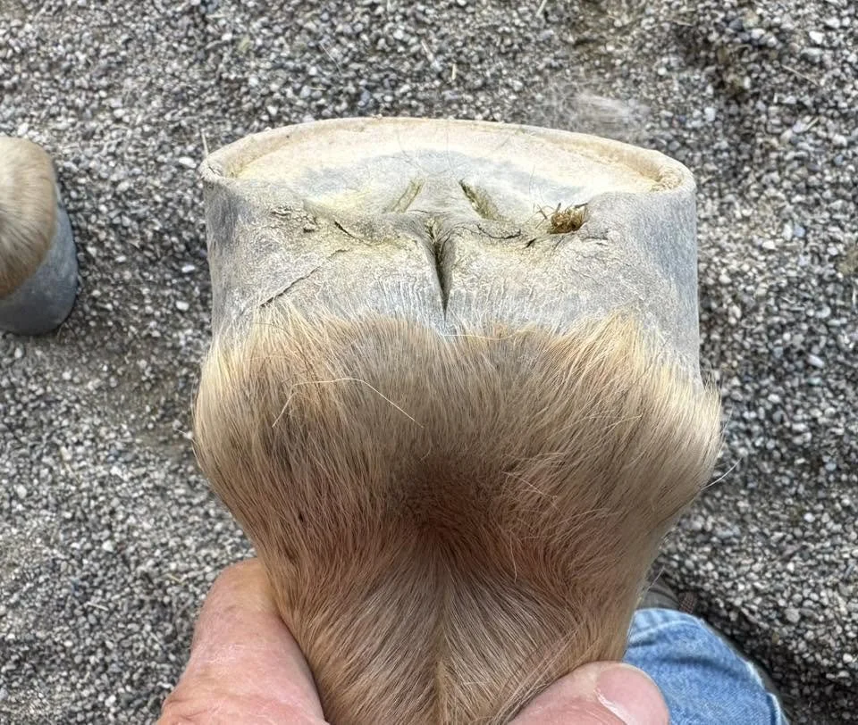 68.jpg