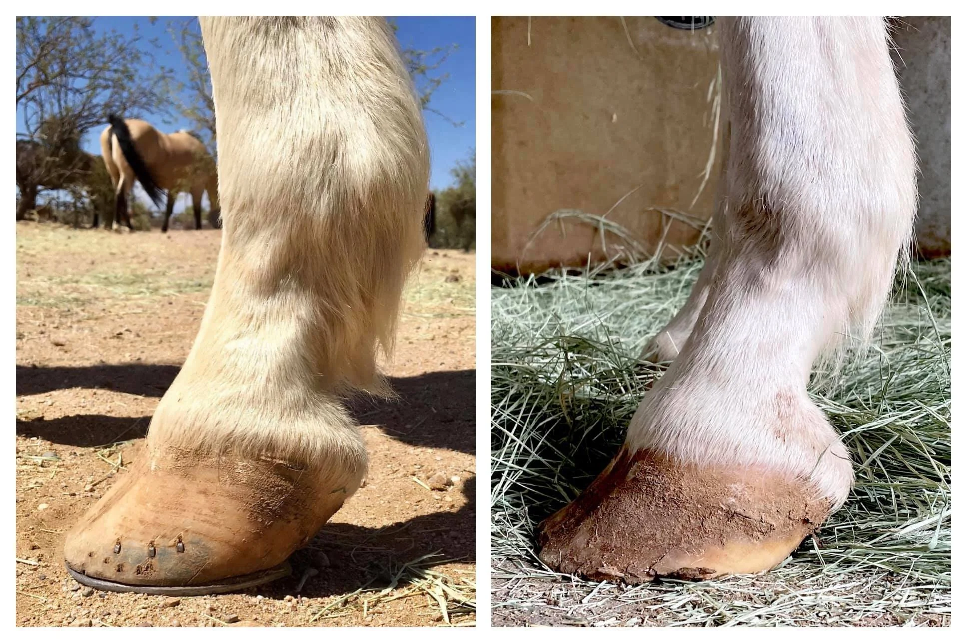 May 2021 - Jul7 2021 (7 weeks progress/3 trims)