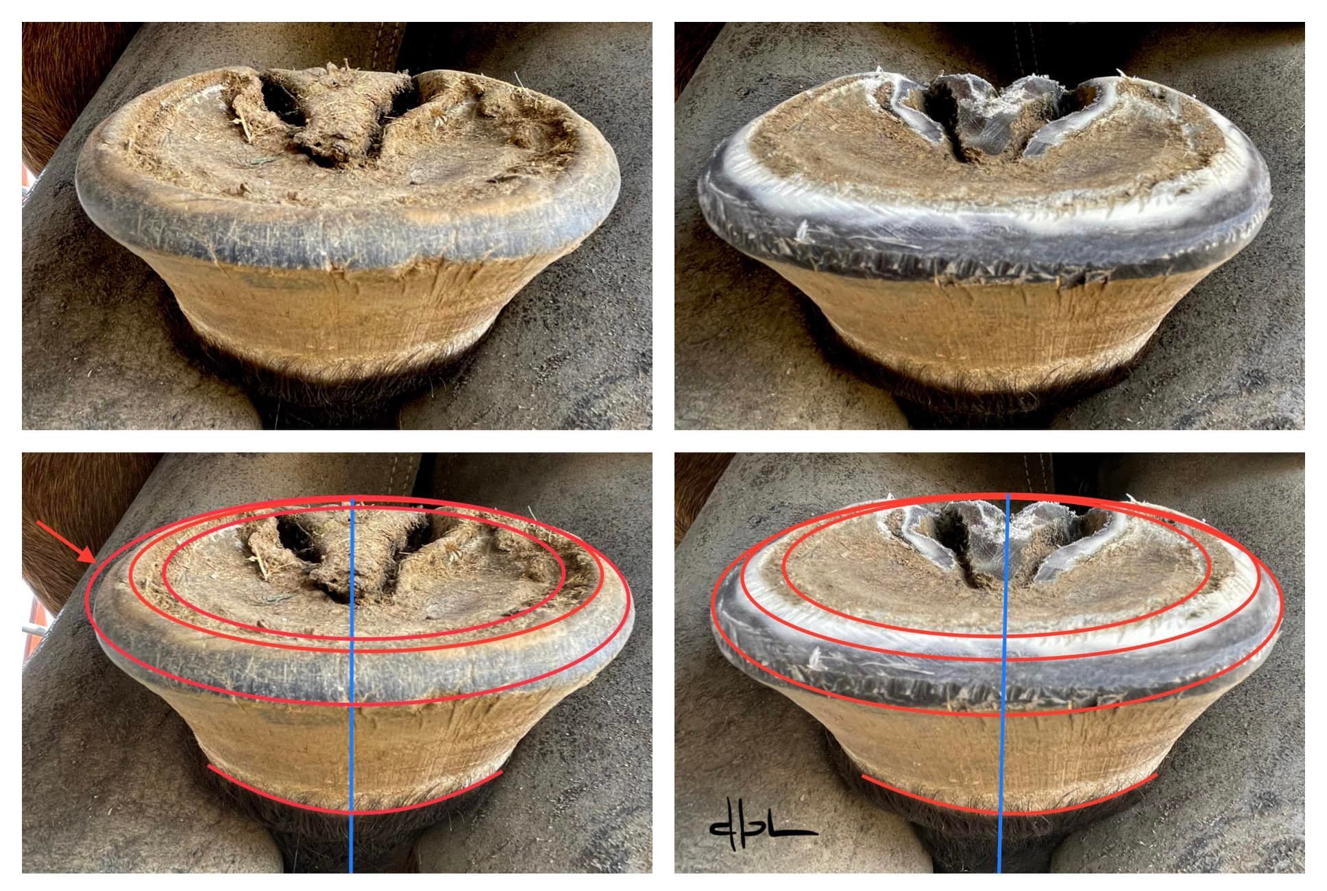 Just interesting to see how the peripheral edge of the sole, the inner wall, and the outer wall align in these ellipses ( true solar view they’d be concentric circles, with the frog interrupting ). The red arrow points to an area in the outer wall th