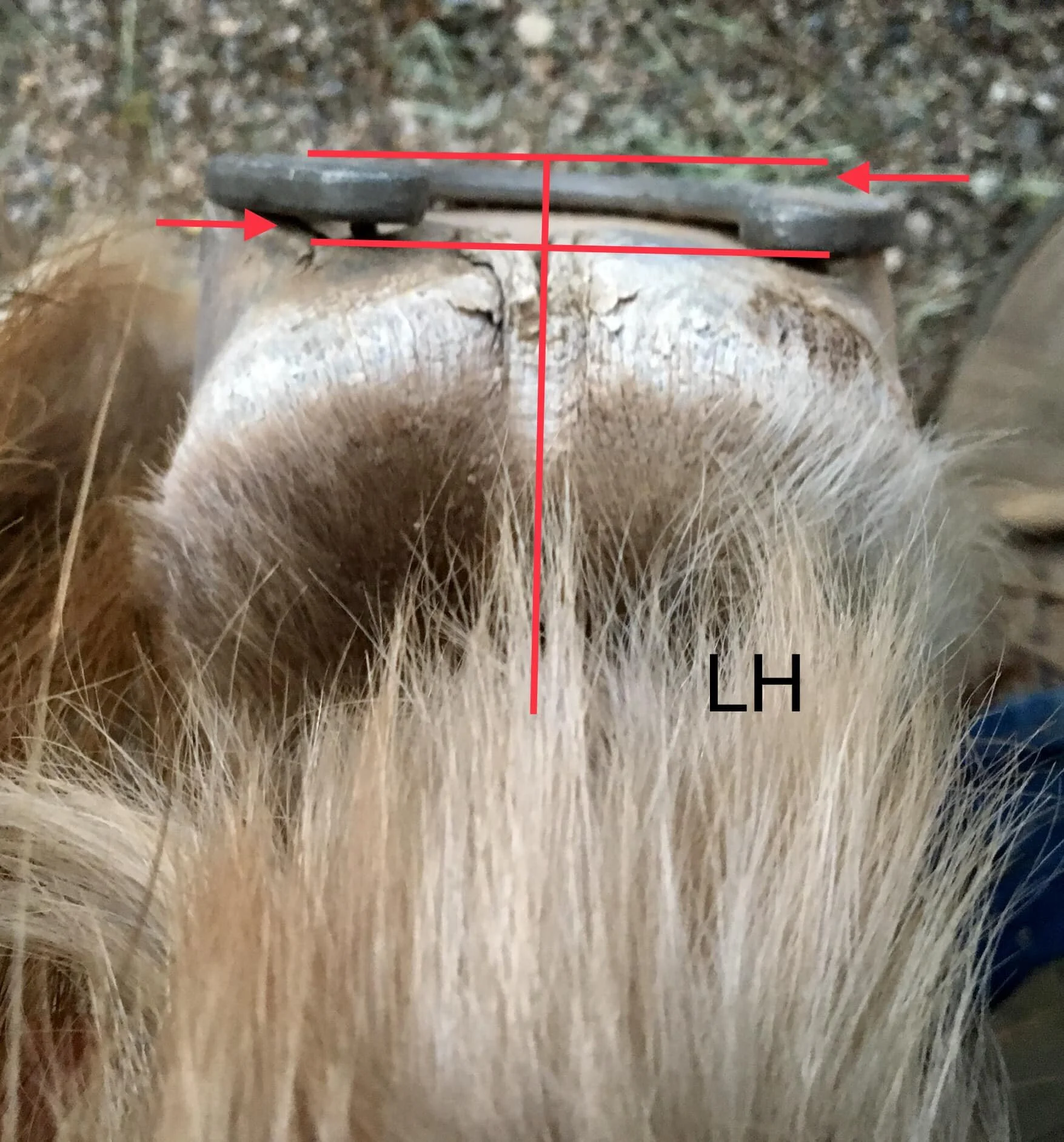 The shoeing job looks good from the top but after closer inspection this is a few millimeters off. This causes compensation, pain, bone erosion ( including upper joints ), and soft tissue damage. It affects the back and even the TMJ, which causes den