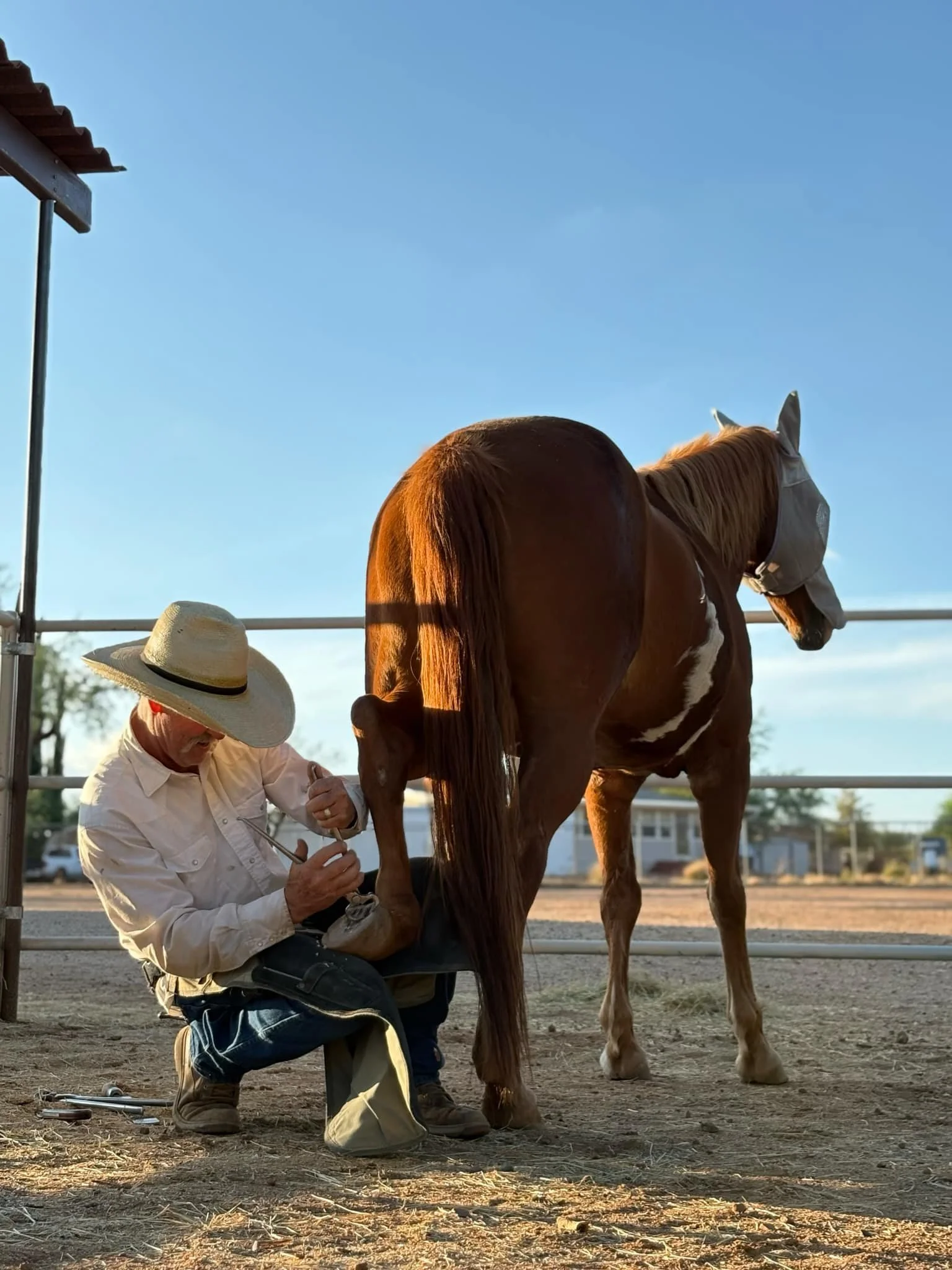 A solar view of a strong, healthy and highly functional hoof with a wide frog, balanced heels and strong soft tissue