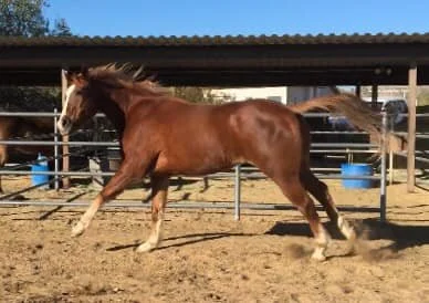  A still from a video that I took after his 3rd trim. The owner said she hadn’t seen her horses running around like this before.