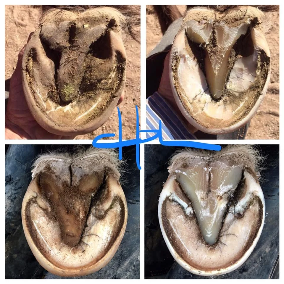 Top - around 2016 | Bottom - 2020