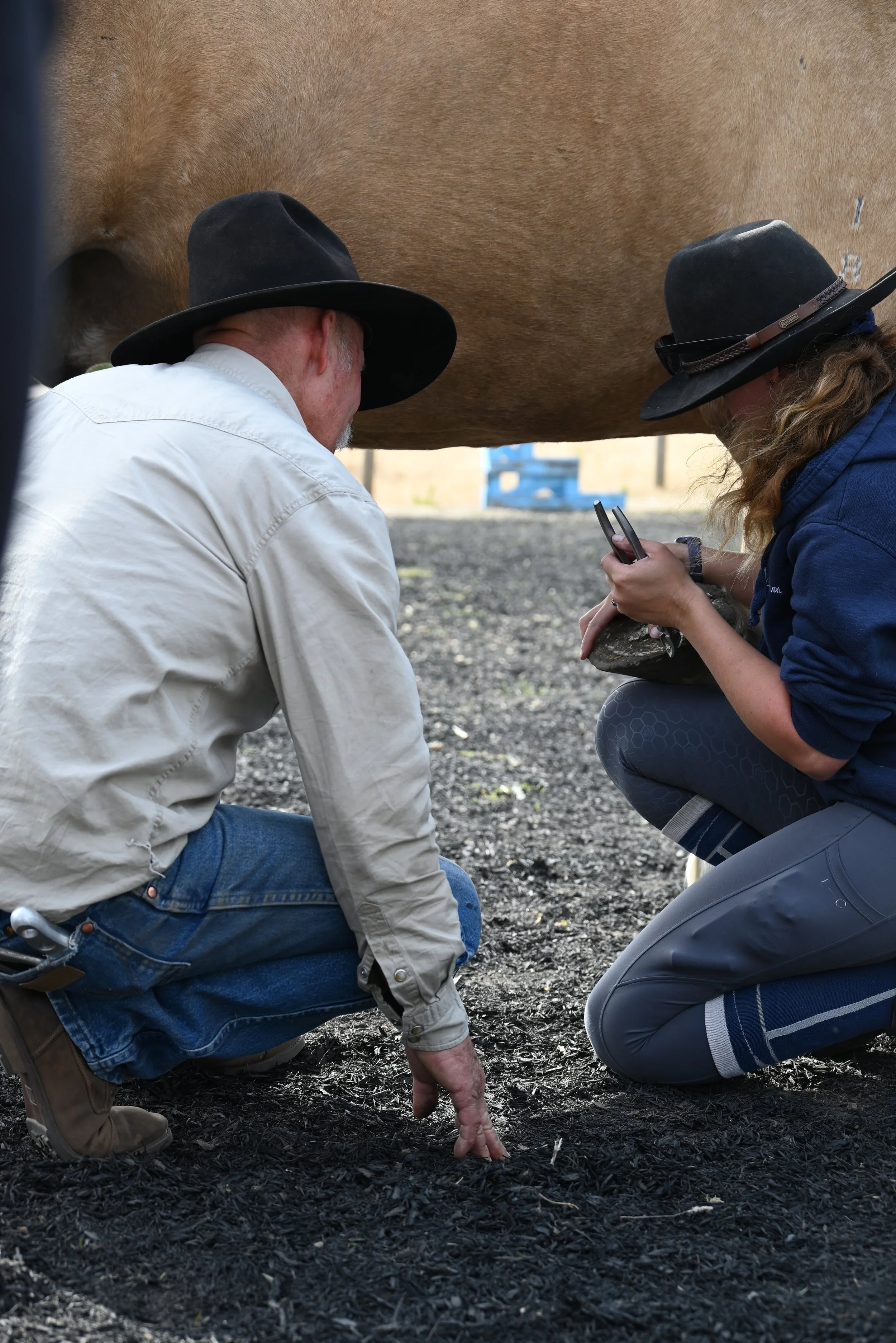 A group of people gathered around a horse having its hooves trimmed by David Landreville at a Hoof Building Clinic in Europe