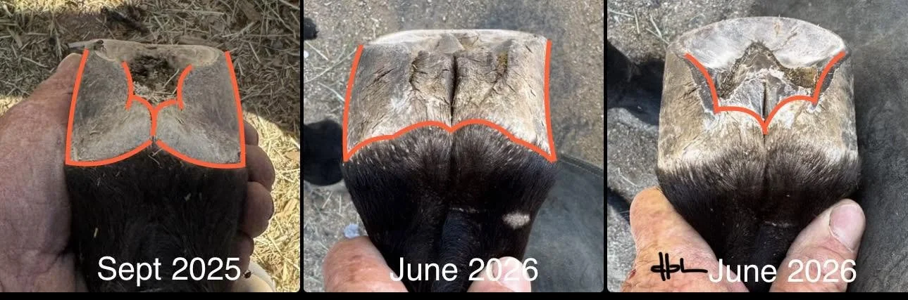 136.jpg