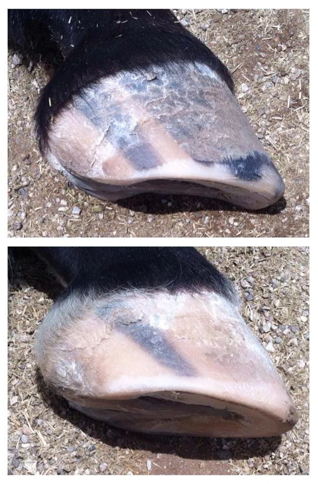 July 2015 - Top, front foot. Bottom, hind foot. I've been trimming Jaques for three years now on a 2-4 week schedule, Since he was a two year old. The quality of his hooves has always been beautiful. He's never been shod nor been confined to a stall,