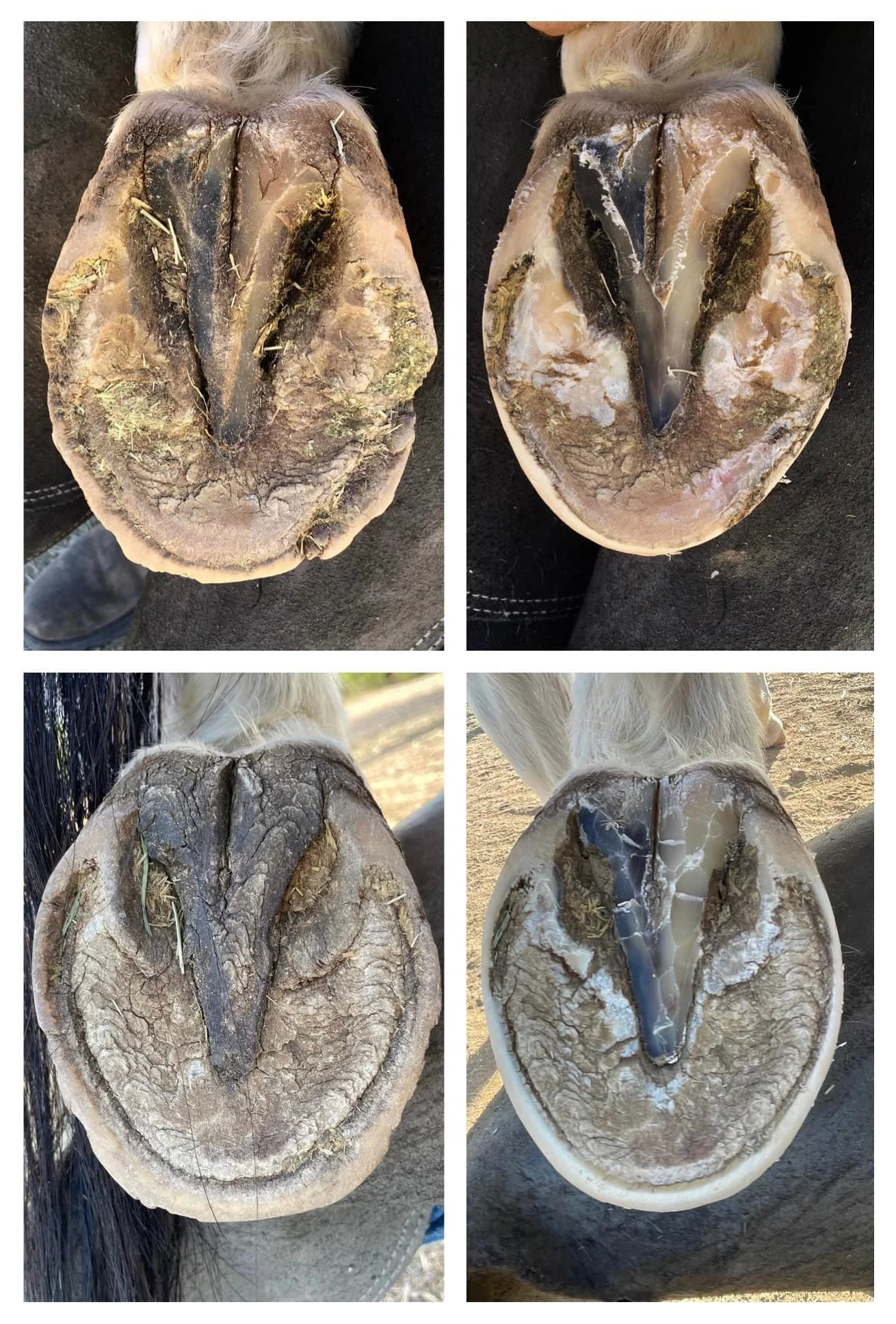 The frog trimming in the bottom pic isn’t my favorite ( my mistakes are only cosmetic. I didn’t trim into anything I didn’t want to. I just didn’t get the smooth swipes that I like to and I couldn’t take more without going deeper than I thought was b