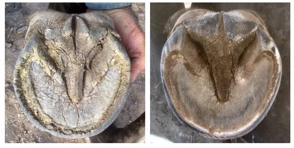 Five months progress on Te Amo's fronts.