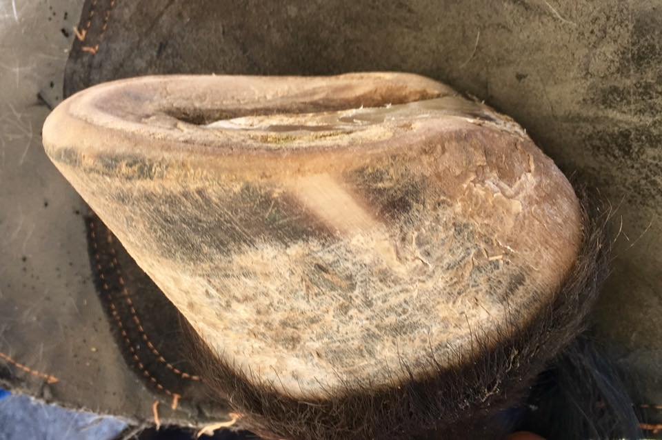 April 2017- 5 years on a 2-4 week trim schedule / Bermuda grass diet / hard packed decomposed granite and sand footing / 5000 sq ft track system with a buddy / proactive owner