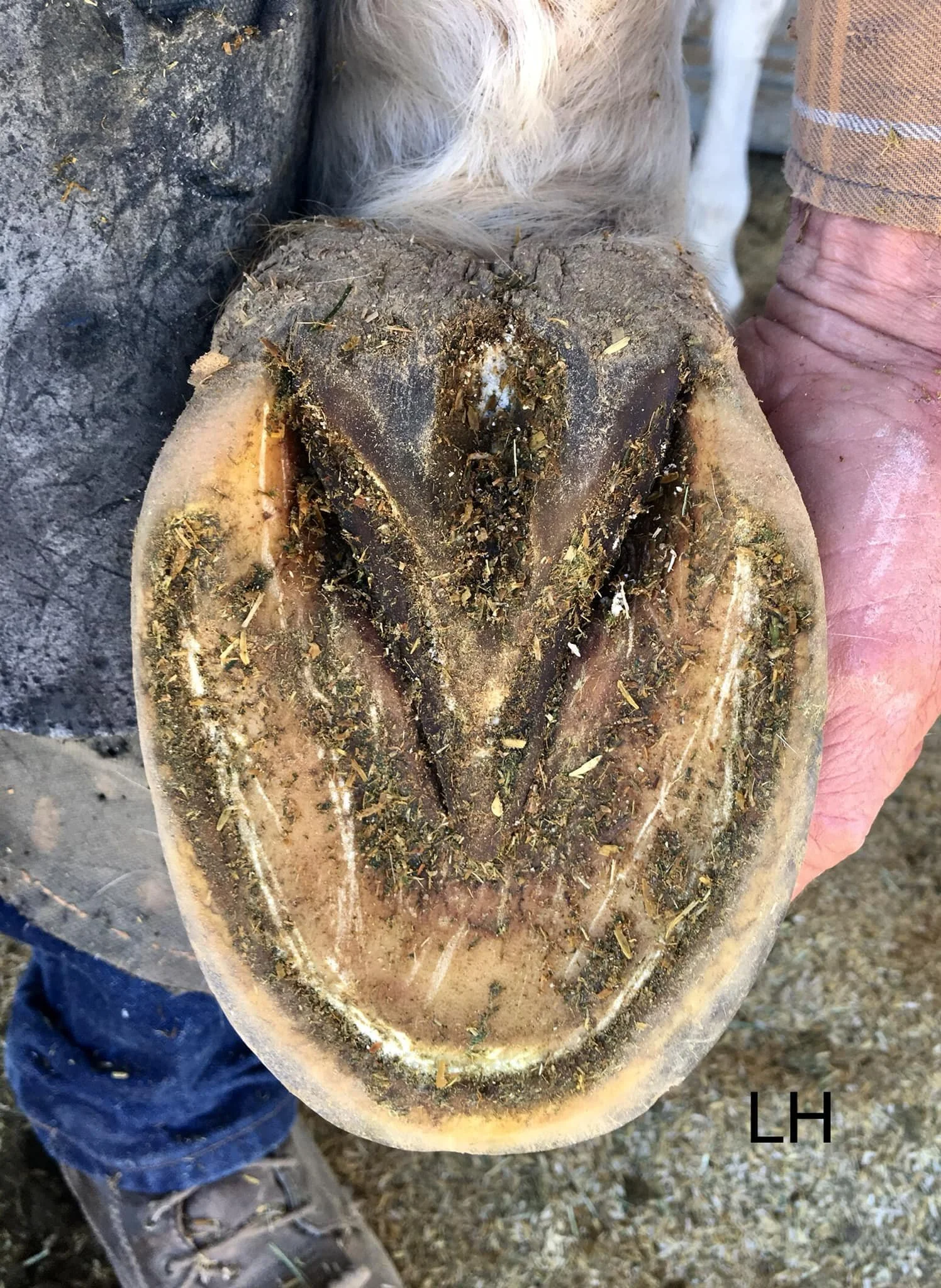 Hinds (December 2020)