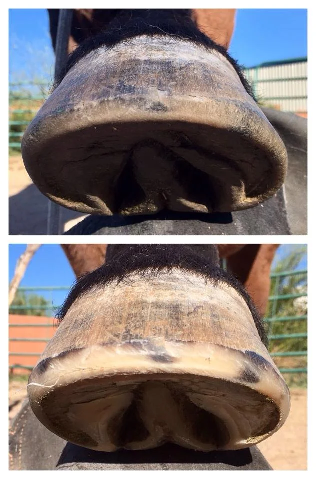 March 2017 - Top/pre trim, Bottom/post trim. These feet are a result of 5 years of text messages from Jaques' owner at 3 week intervals. Even in our drier climate, domestic hooves don't get this way on their own.
