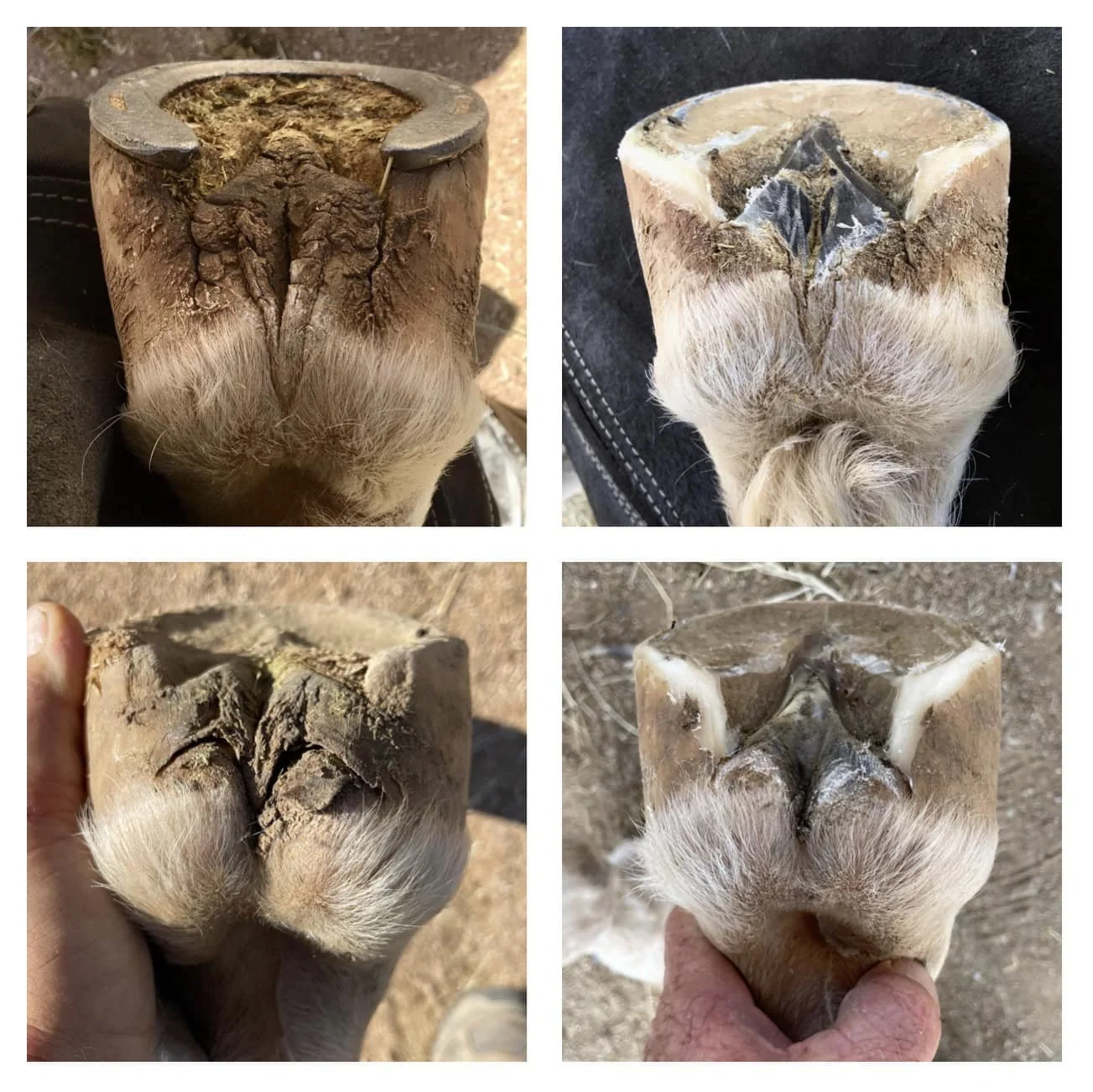 May 2021 - August 2022 | I’ve heard the trim “frog stay” or “frog spine” used as an anotomical name/description for the external ridge of insensitive frog that fits into the internal frog corium at the digital cushion. I don’t believe this is an natu