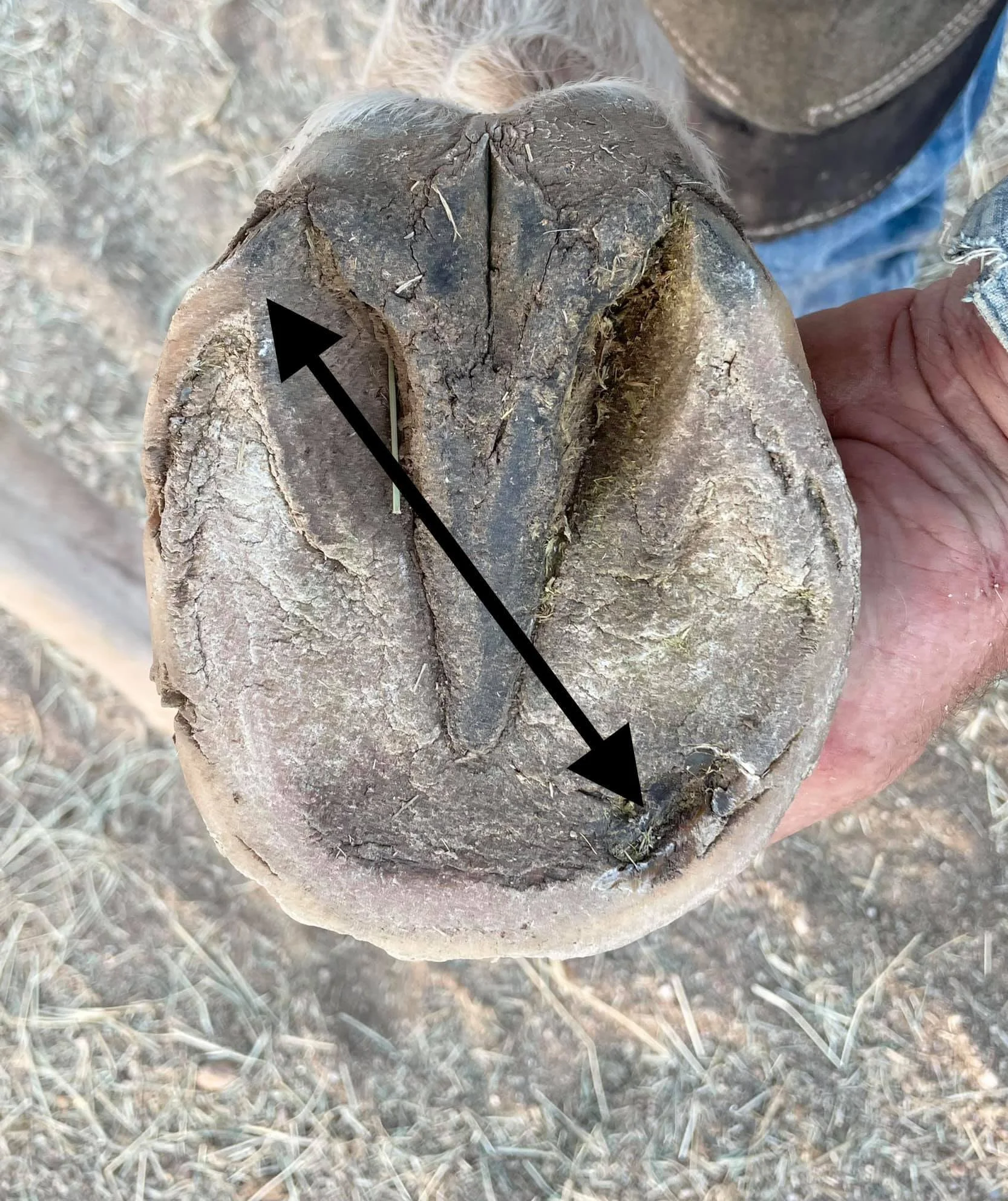 In my opinion a good rehab is a little like physical therapy. Not every day feels good when you’re reversing years of damage. Most owners have their own limits too, and some are more proactive about providing beneficial footing or boots…so it often c