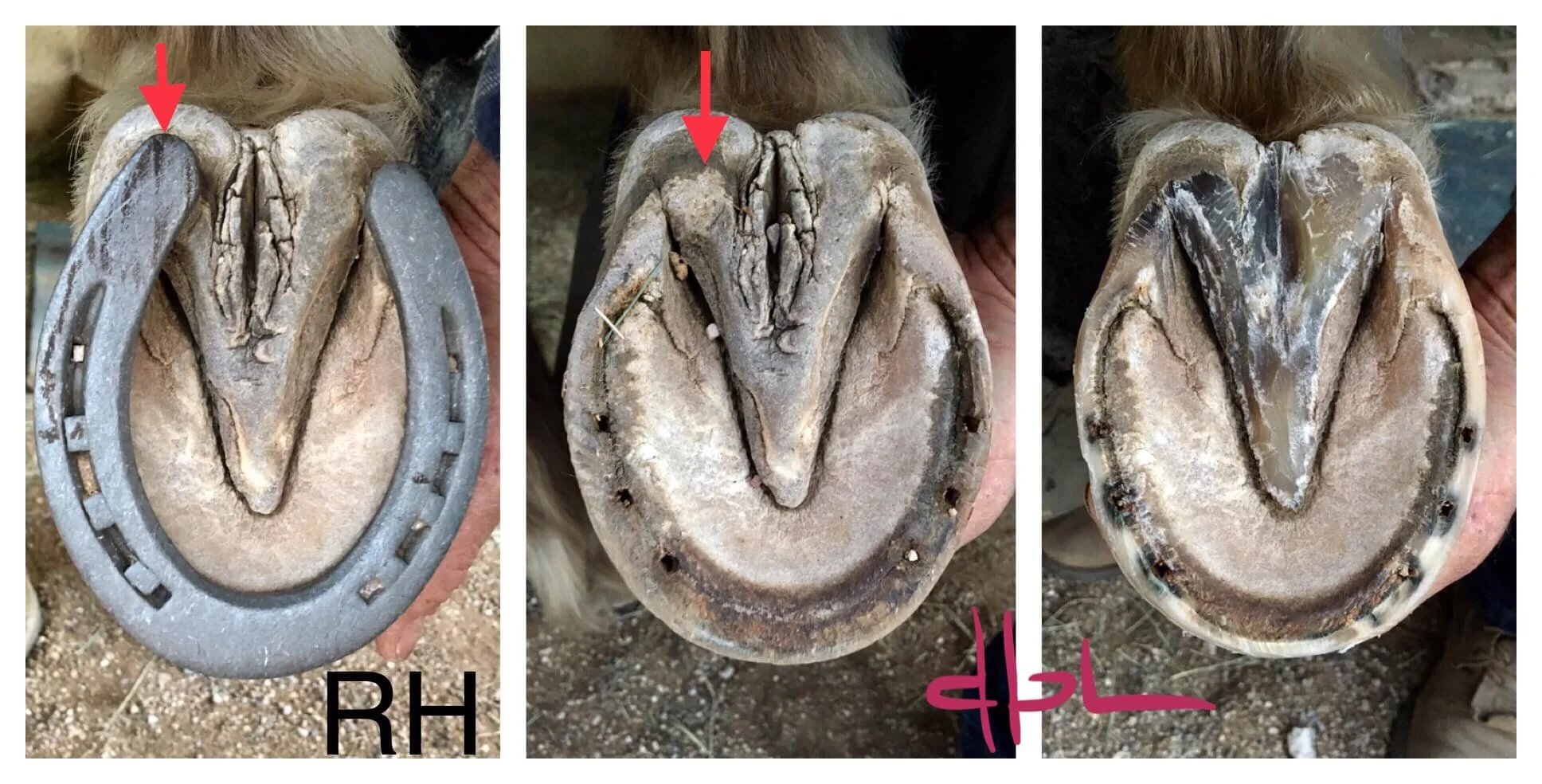 The medial bar of this shoe was set in too far and it was making contact with the frog.