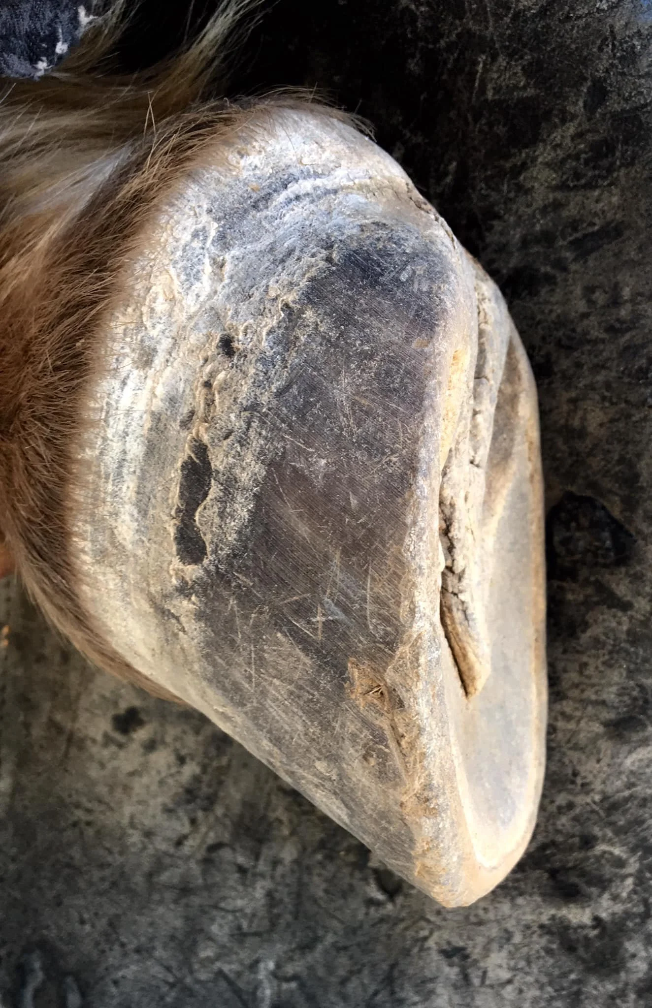 Second trim at 5 weeks after pulling shoes. Sante has been ridden comfortably on trails since his shoes were pulled and he was set up to build better feet.