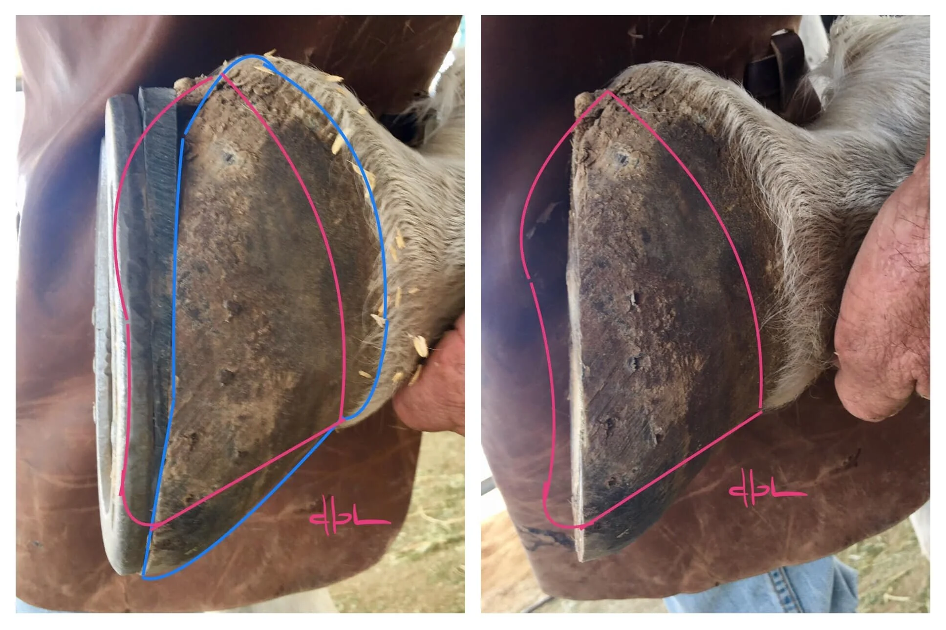 The pink lines are what I envision for this horse’s future. We need to stop thinking about attaching things to their feet to make up for lack of soft tissue and live sole depth and start taking advantage of the horse’s natural regenerative abilities.