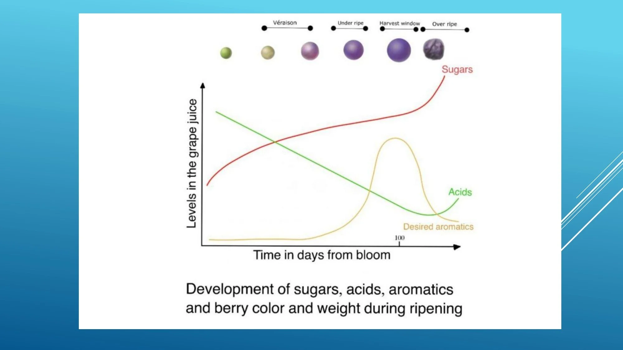 Apres Ski Region of Focus_page-0006.jpg