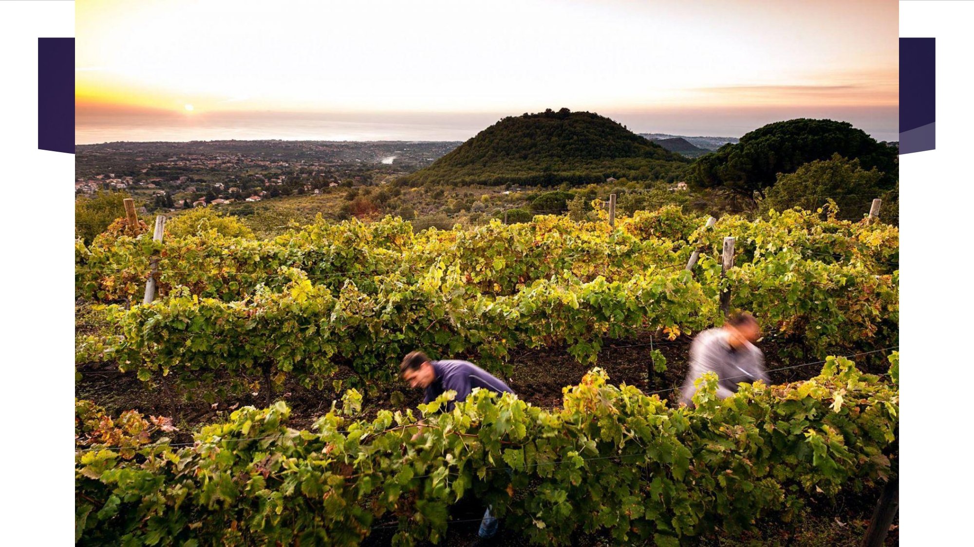 Sicily Staff Training.pptx_page-0023.jpg