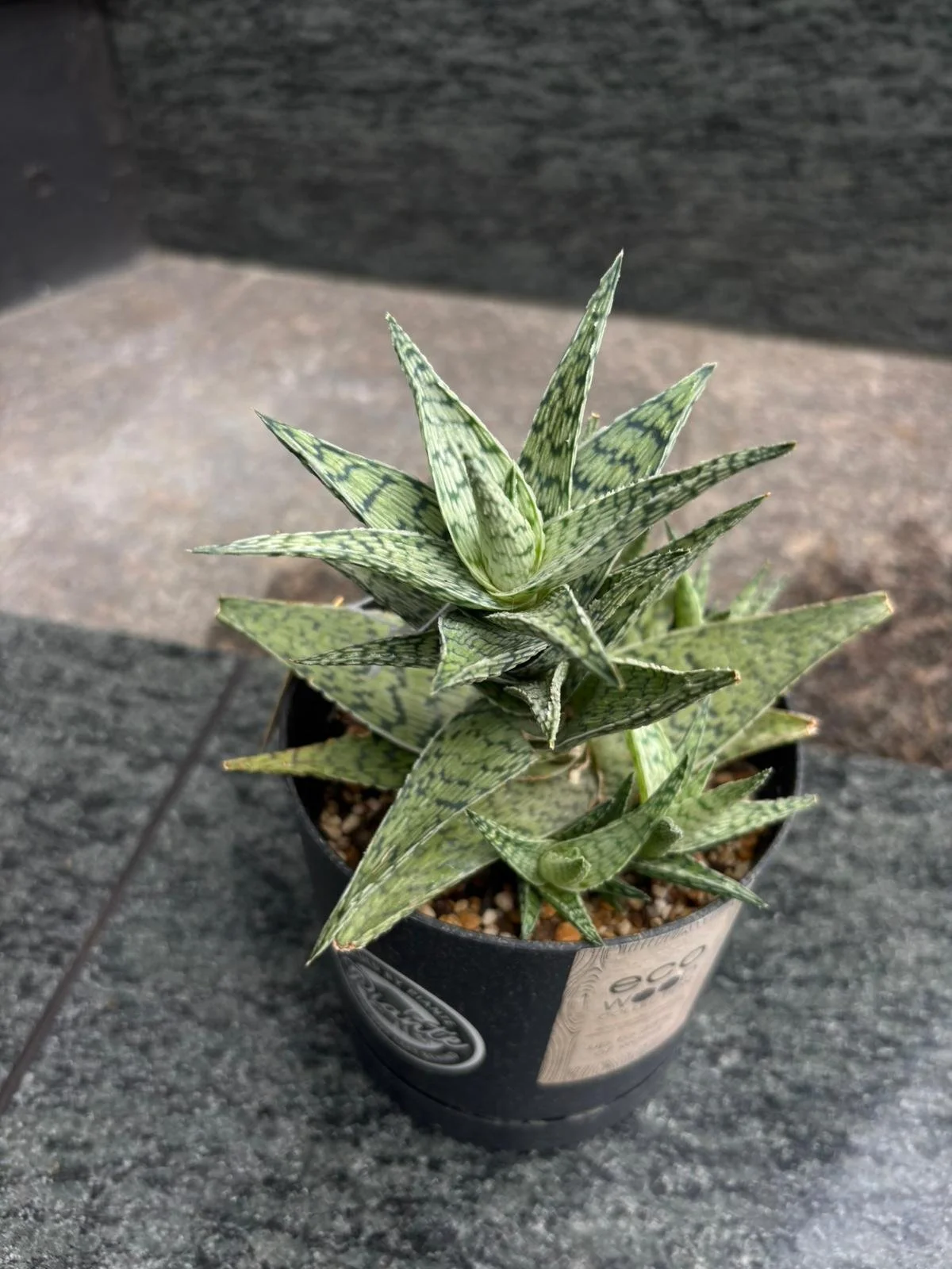 WhatsApp Image 2025-11-07 at 13.39.10_81bec65e.jpg